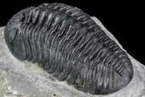 Prone Pedinopariops Trilobite - Beautiful Shell & Eyes #86899-4